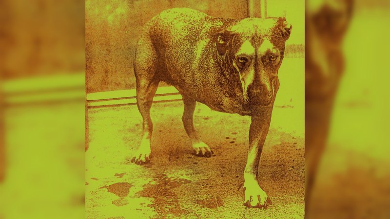 Обложка альбома Alice in Chains